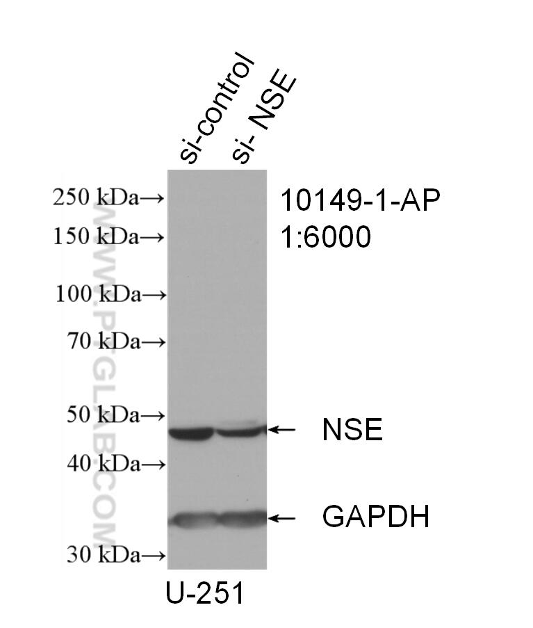 NSE Antibody WB U-251 cells 10149-1-AP