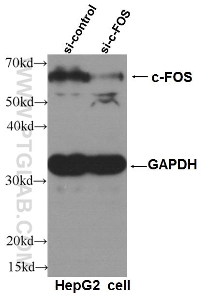 c-FOS Antibody 26192-1-AP | Proteintech