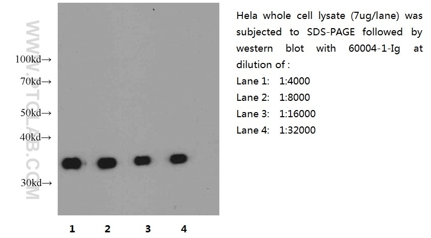 GAPDH Antibody WB HeLa cells 60004-1-Ig