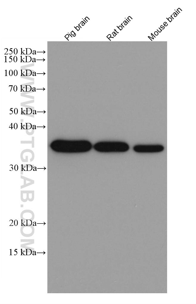 GAPDH Antibody WB pig brain tissue 60004-1-Ig