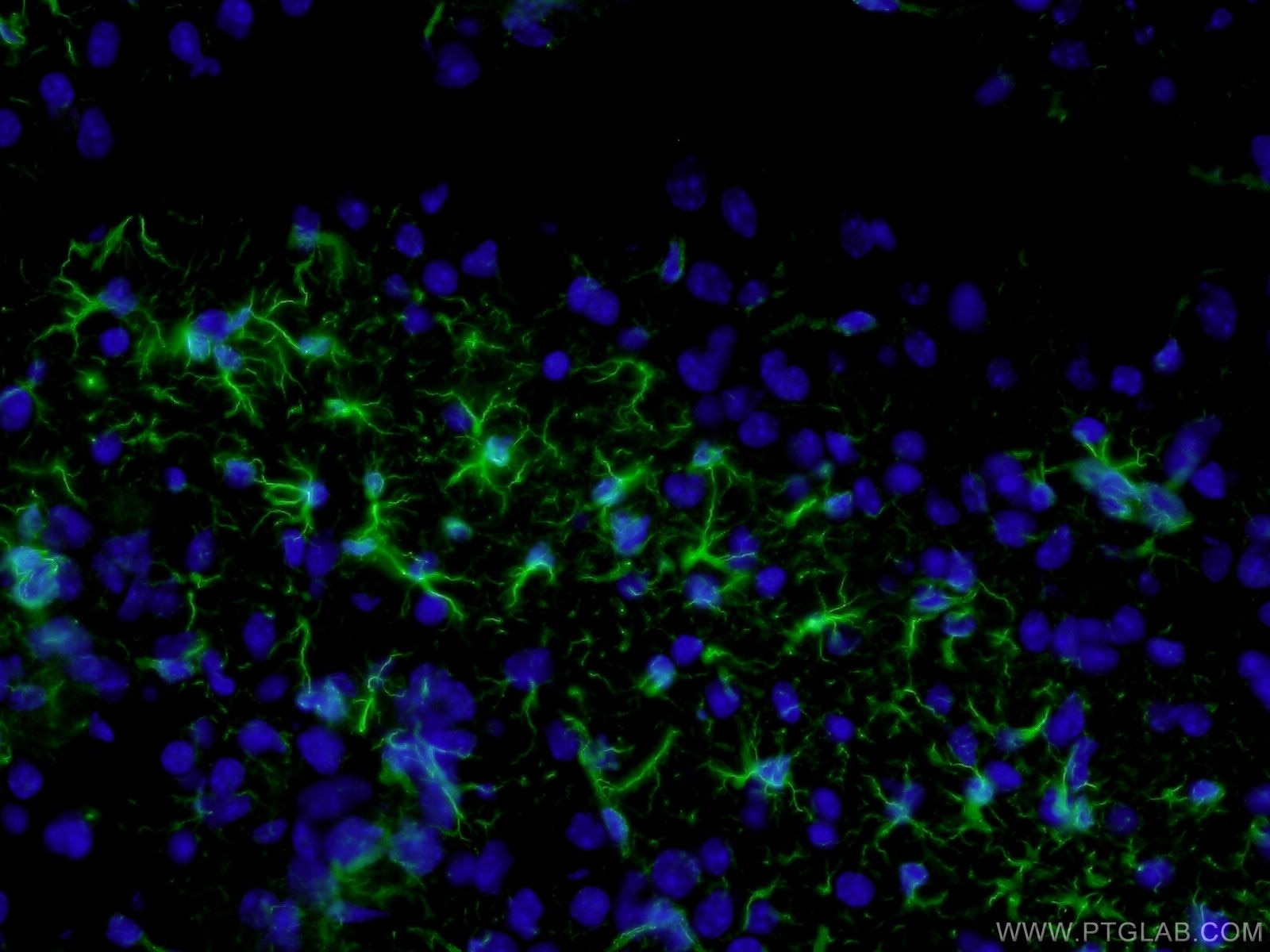 IF analysis of (4% PFA) fixed mouse brain tissue using 60190-1-Ig(GFAP antibody) at dilution of 1:100 and Alexa Fluor 488-conjugated AffiniPure Goat Anti-Mouse IgG(H+L)