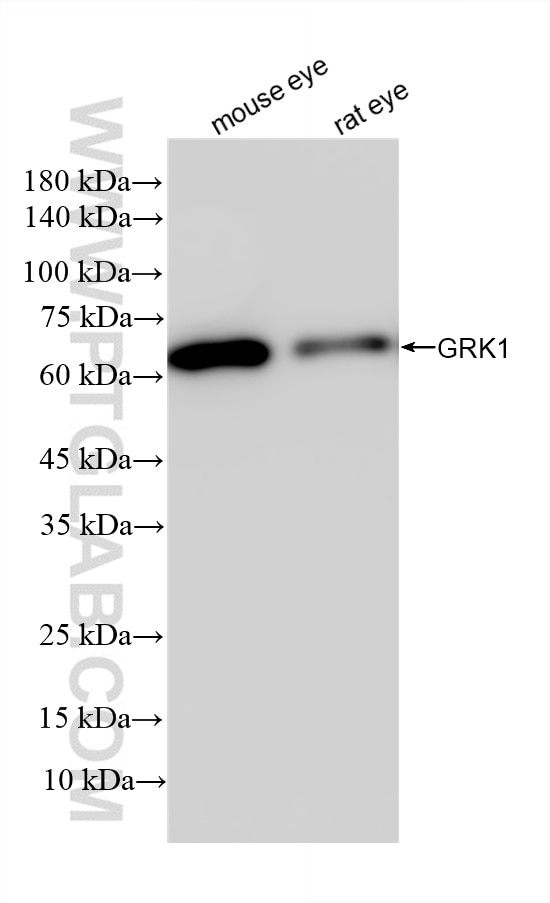 85942-1-RR