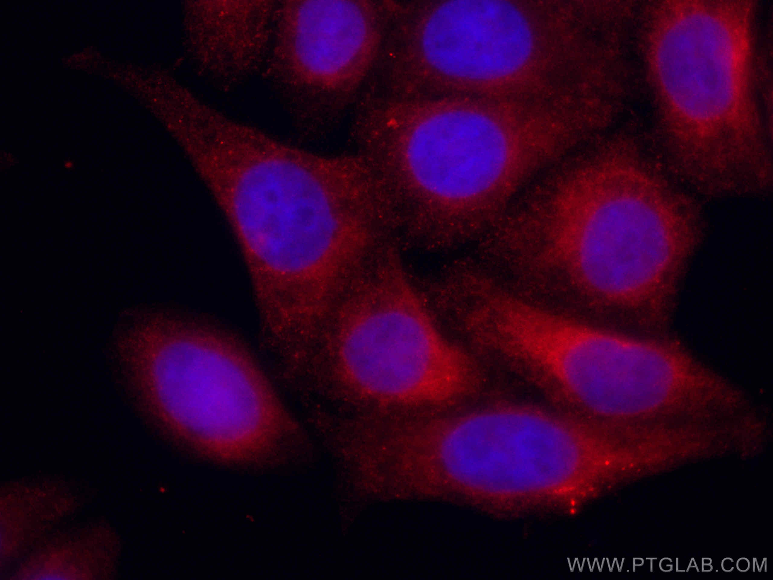 GRP78/BIP Antibody IF HepG2 cells CL594-11587