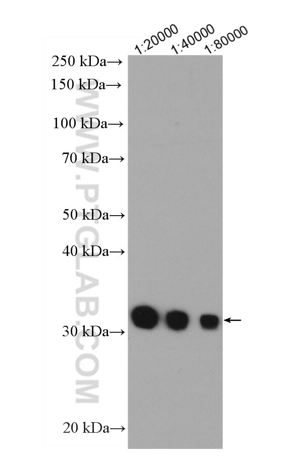 GST Tag Antibody WB Recombinant protein  HRP-66001
