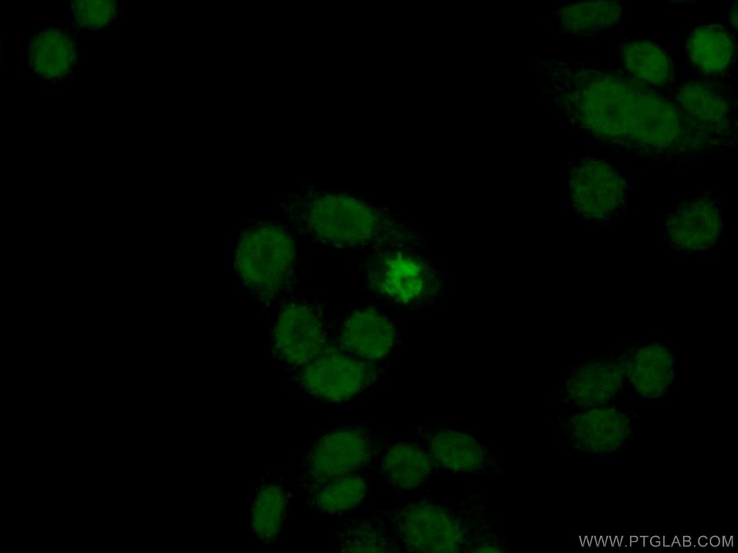 ヒストンH2A.X抗体およびAlexa Fluor 488標識AffiniPureヤギ抗ウサギIgGを使用した4%PFA固定HeLa細胞の免疫蛍光染色