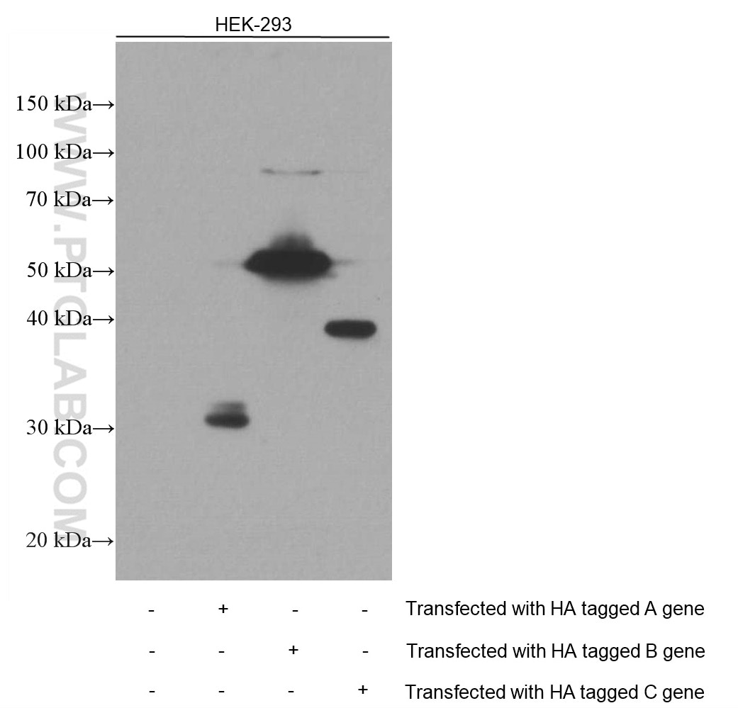 HA Tag Antibody WB HEK-293 cells 66006-2-Ig