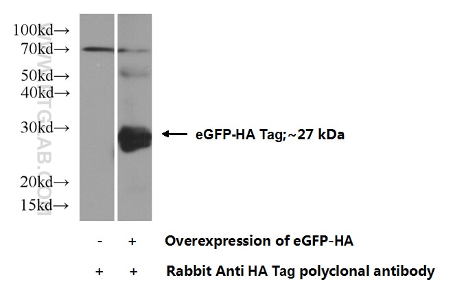 HA tag Antibody WB Transfected HEK-293 cells 51064-2-AP