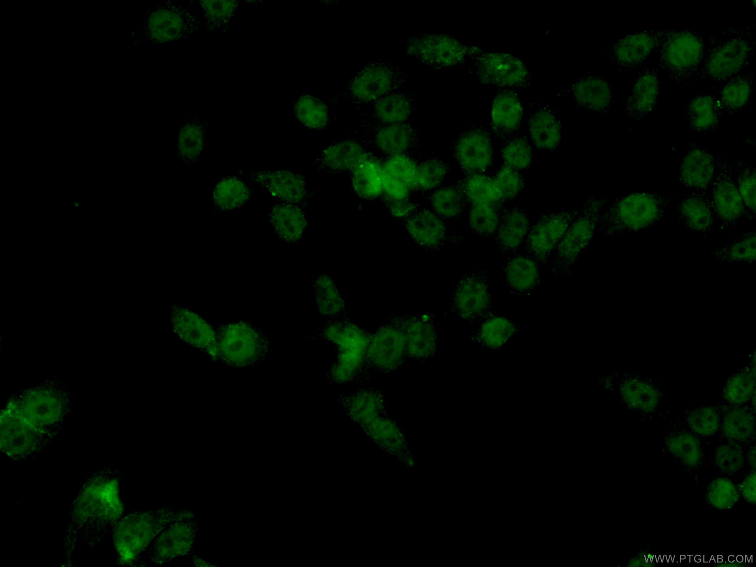 HDAC1 Antibody IF HeLa cells CL488-66085