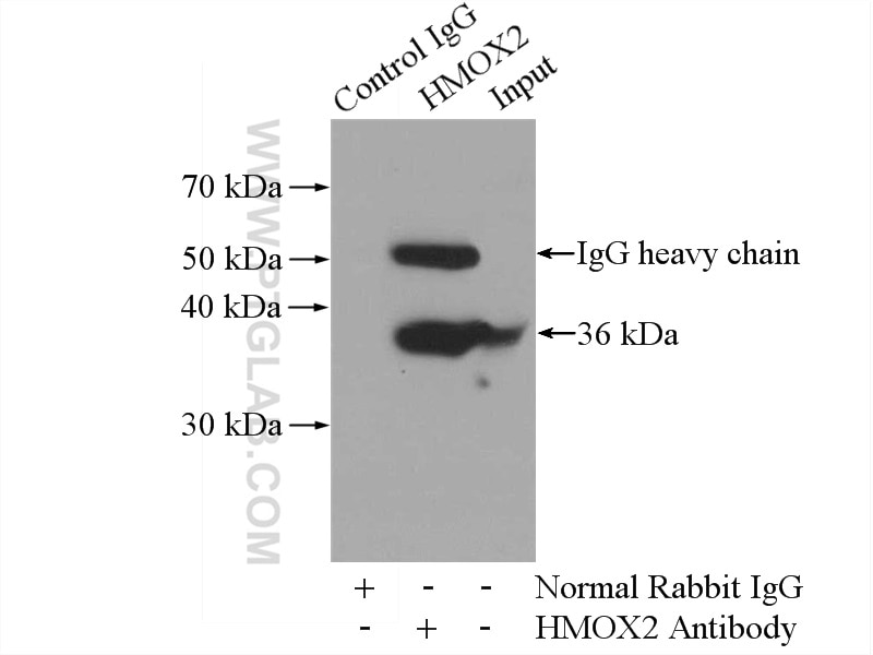 HMOX2 Antibody IP Raji cells 14817-1-AP