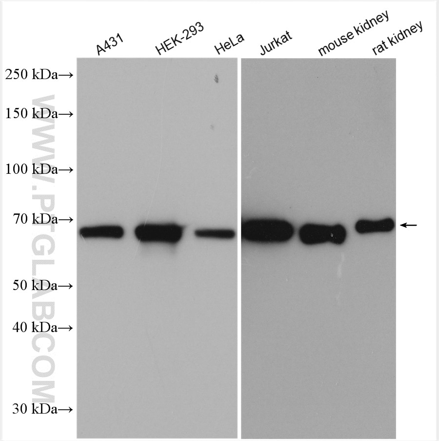 HSP70 Antibody WB A431 cells 10995-1-AP