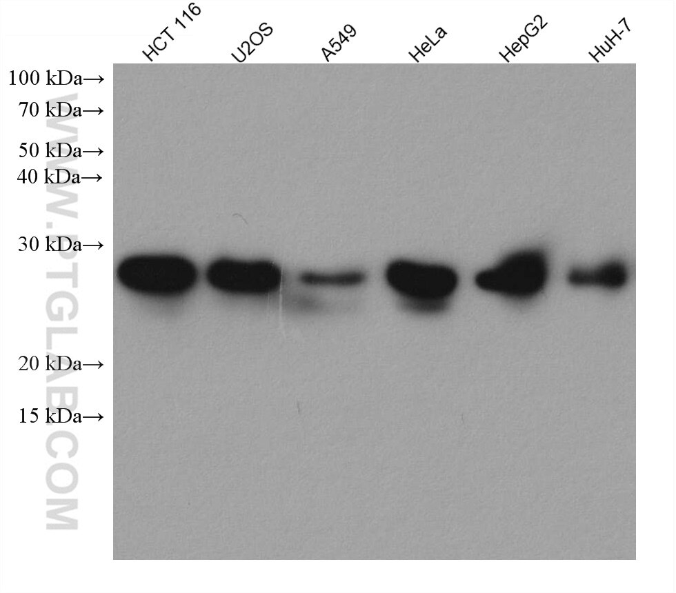 Hspb1 Antibody 1 Ig Proteintech Hspb1 Antibody 1 Ig Proteintech