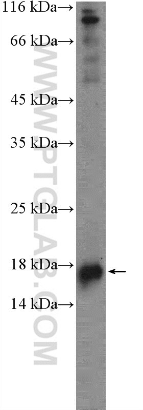 IFT20 Antibody WB MDCK cells 13615-1-AP