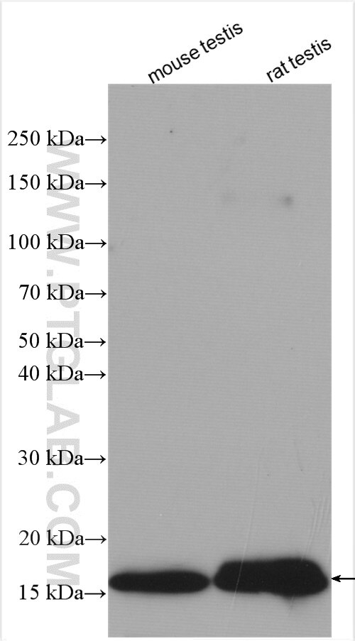 IFT20 Antibody WB mouse testis tissue 13615-1-AP