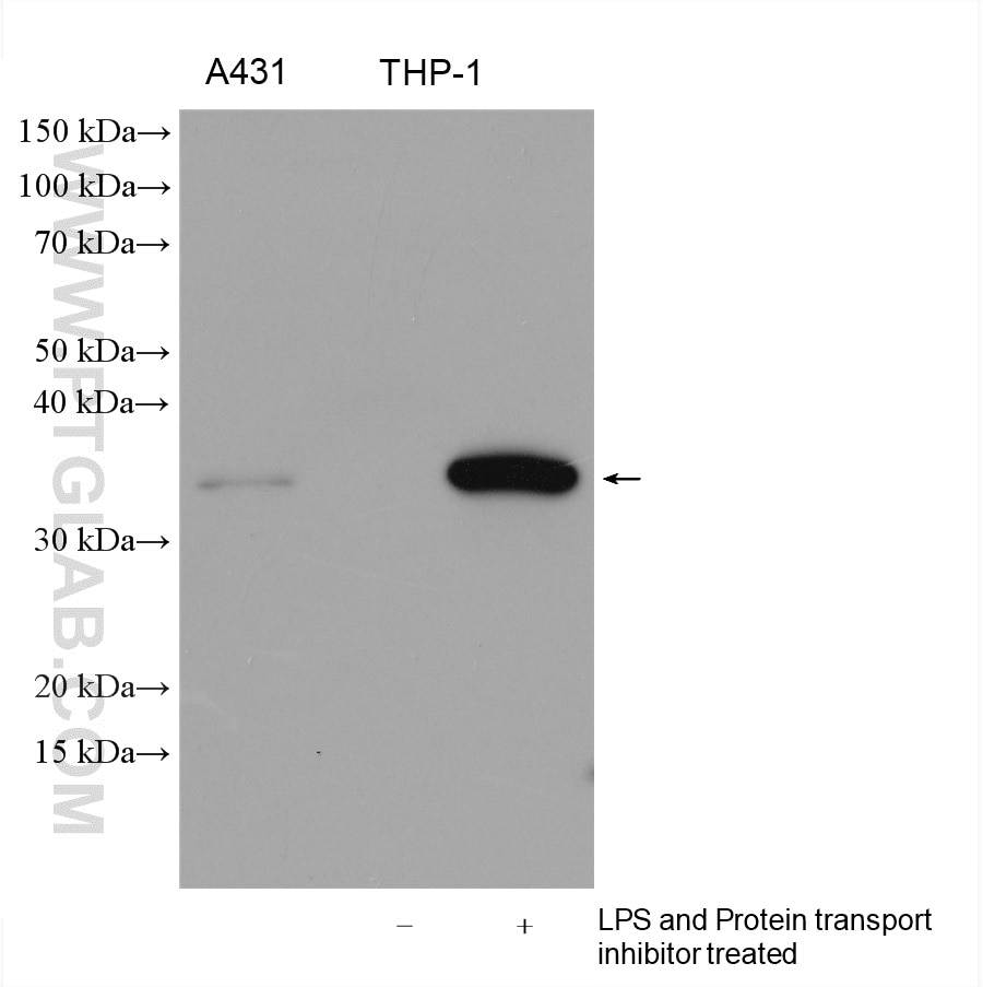 IL-1 Beta Antibody WB LPS and Protein transport inhibitor treated THP-1 cells 16806-1-AP