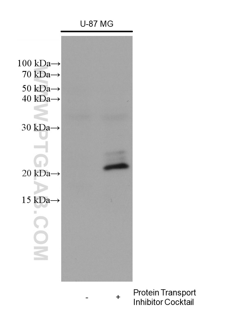 IL-6 Antibody WB U-87 MG cells 66146-1-Ig
