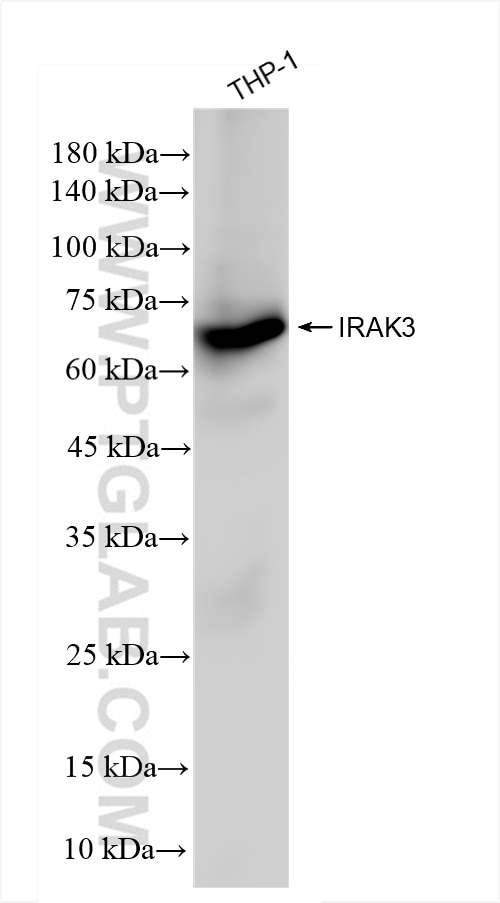 83876-2-RR