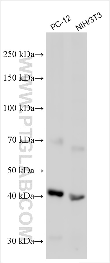 30012-1-AP