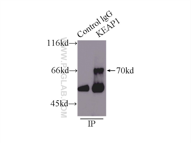 KEAP1 Antibody IP mouse skeletal muscle tissue 10503-2-AP