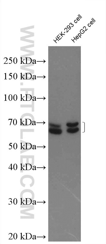 KEAP1 Antibody WB HEK-293 cells 10503-2-AP