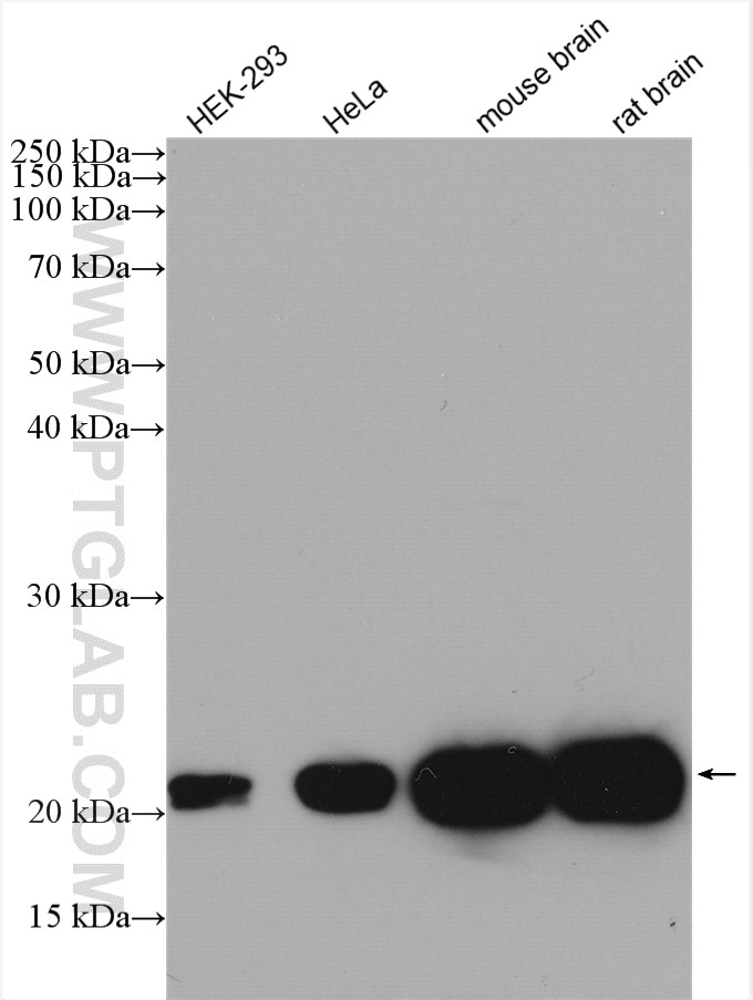 KRAS Antibody WB HEK-293 cells 12063-1-AP