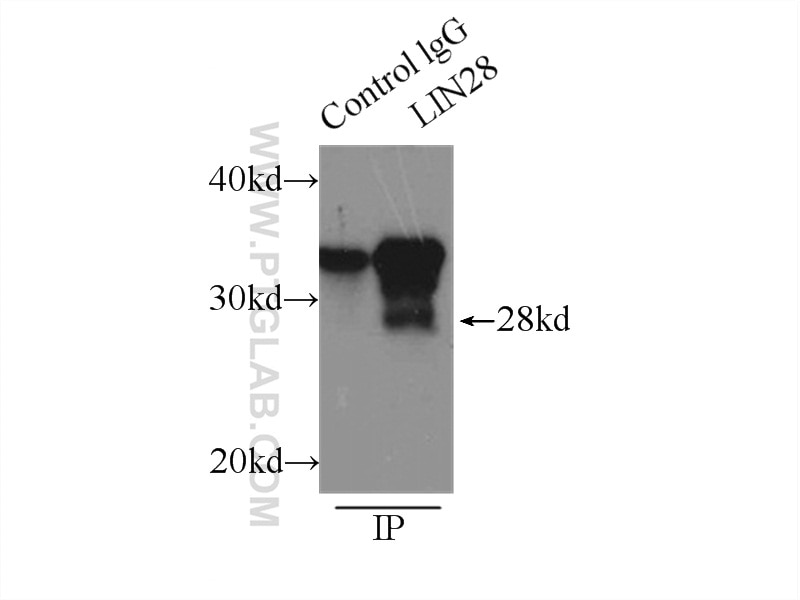 LIN28 Antibody IP K-562 cells 11724-1-AP