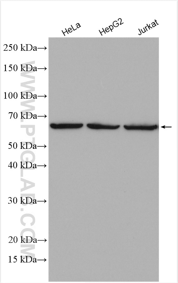 Lamin B1 Antibody WB HeLa cells 12987-1-AP