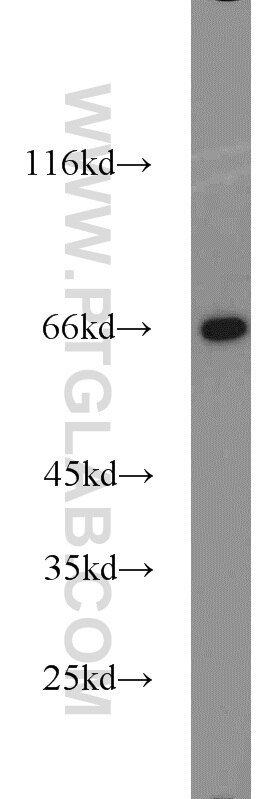 Lamin B1 Antibody WB NIH/3T3 cells 12987-1-AP