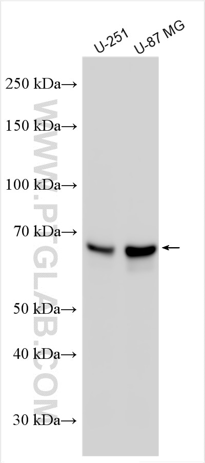 Image not available