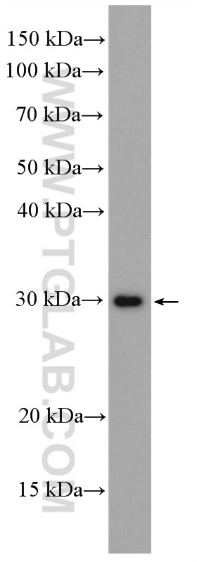 MMP7 Antibody WB NIH/3T3 cells 10374-2-AP