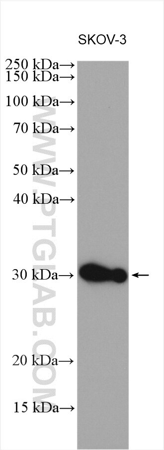 MMP7 Antibody WB SKOV-3 cells 10374-2-AP