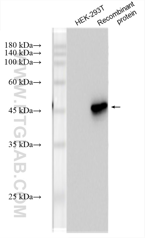HRP-60003
