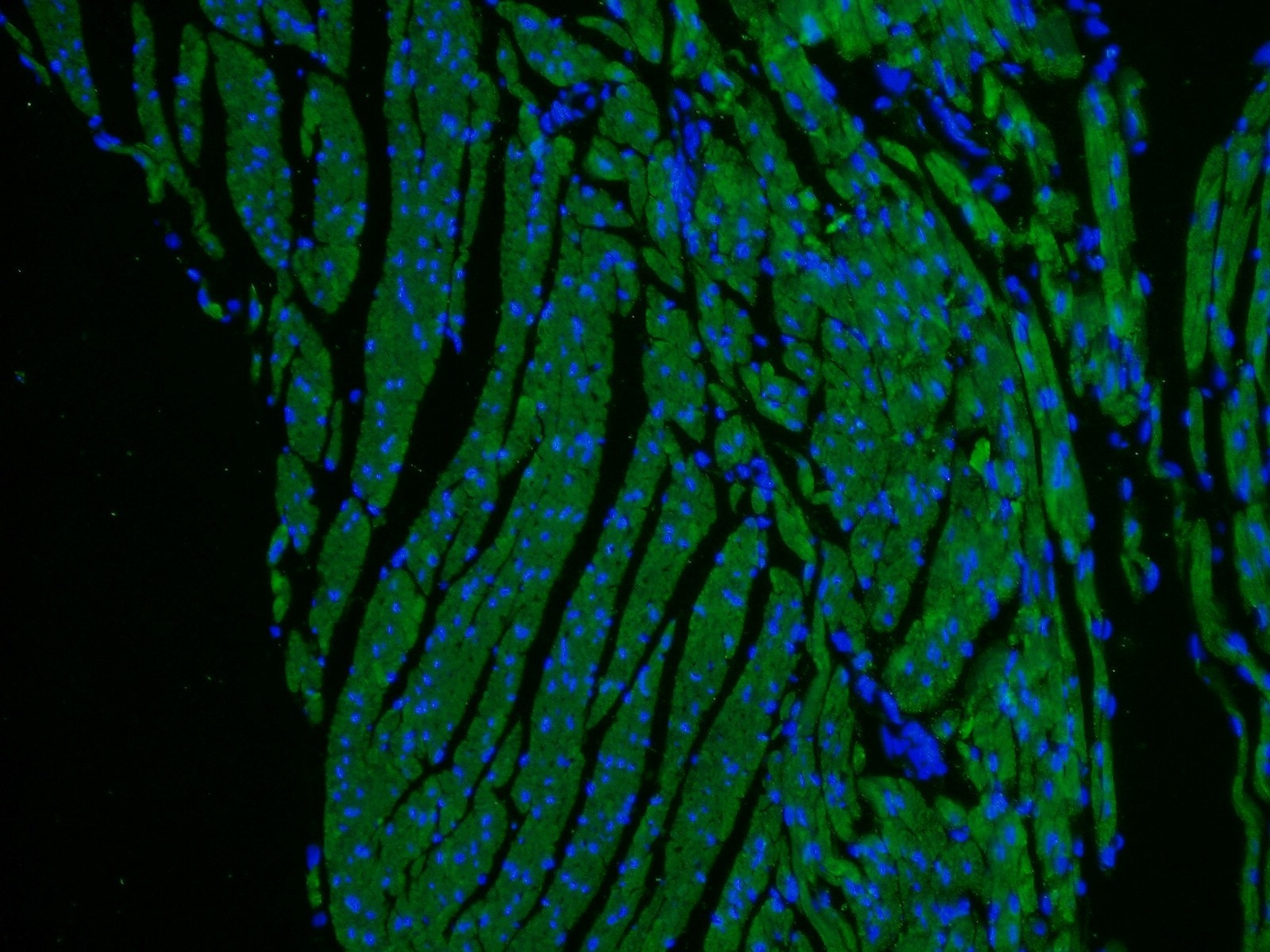 IF analysis of (4% PFA) fixed mouse heart tissue using MYL2 antibody (10906-1-AP; 1:500, 40x) and Alexa Fluor 488-conjugated AffiniPure Goat Anti-Rabbit IgG(H+L)