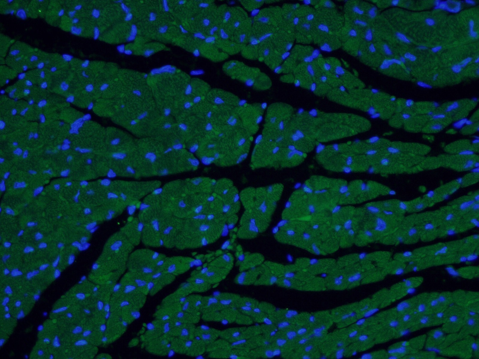 F analysis of (4% PFA) fixed mouse heart tissue using MYL7 antibody (17283-1-AP; 1:50, 40x) and Alexa Fluor 488-congugated AffiniPure Goat Anti-Rabbit IgG(H+L)