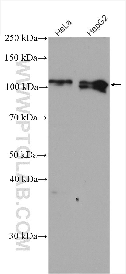 NRF2, NFE2L2 Antibody WB HeLa cells 16396-1-AP