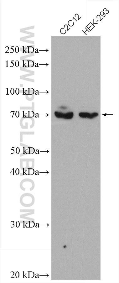 Osteopontin Antibody WB C2C12 cells 22952-1-AP