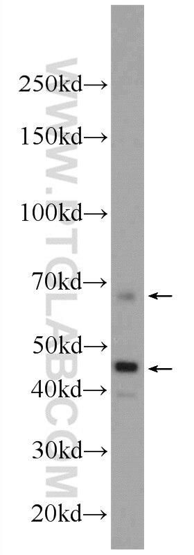 Osteopontin Antibody WB HEK-293 cells 22952-1-AP