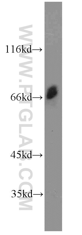 OPTN Antibody WB mouse testis tissue 10837-1-AP