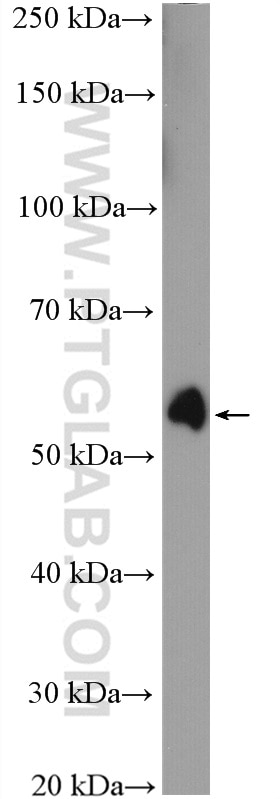 P53 Antibody WB mouse spleen tissue 10442-1-AP