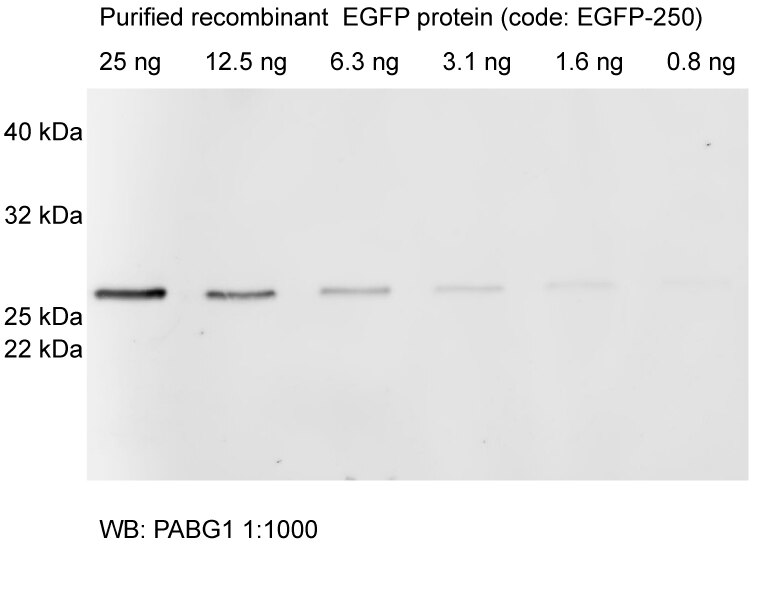 Western Blot Primary antibody: Anti-GFP PABG1 1:1,000 Secondary antibody: anti-rabbit_Alexa647 1:2,000