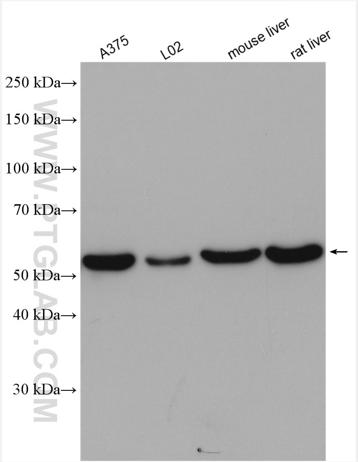 ERp57/ERp60 Antibody WB A375 cells 15967-1-AP