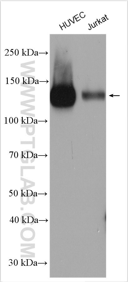 CD31 Antibody WB HUVEC cells 11265-1-AP