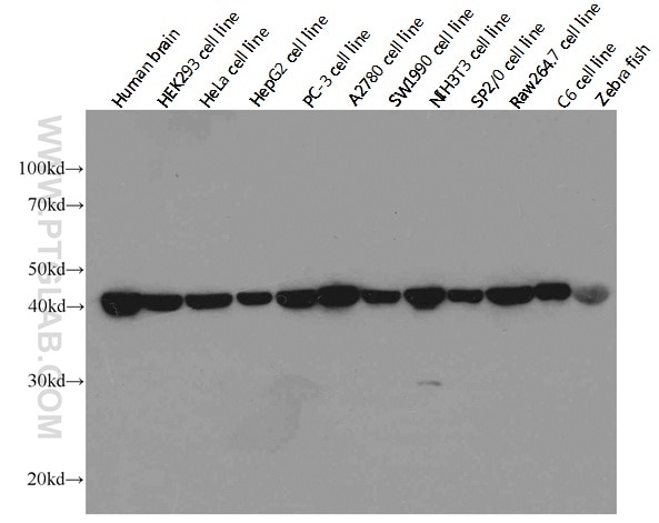 Beta Actin Antibody Proteintech Group