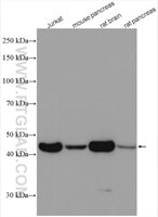 WB analysis of Jurkat cells using using beta actin antibody (66009-1-Ig)