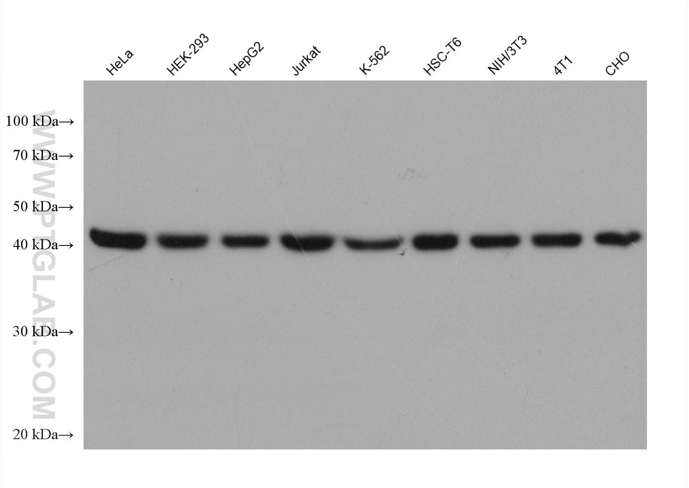 Beta Actin Antibody WB HeLa cells 66009-1-Ig