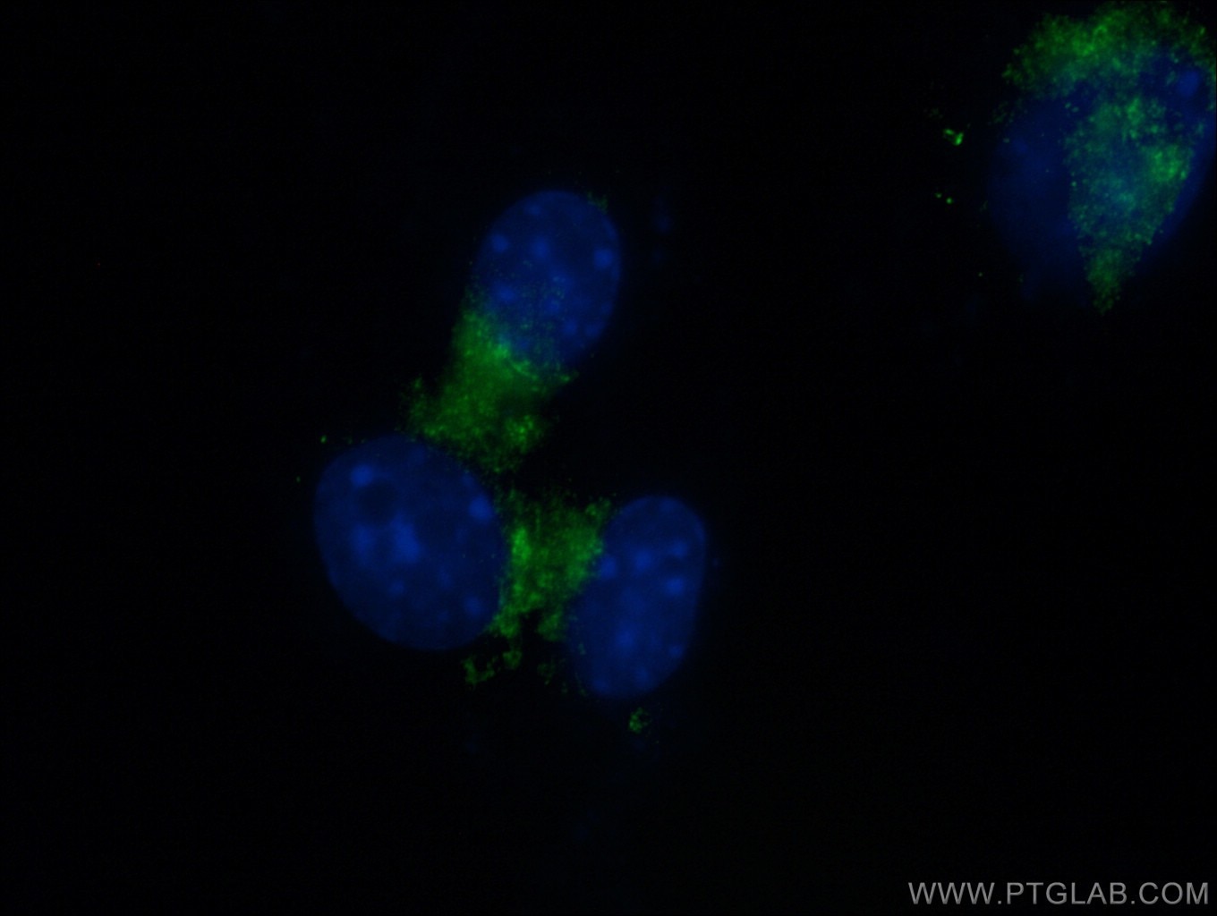 RAB1A Antibody IF NIH/3T3 cells 11671-1-AP