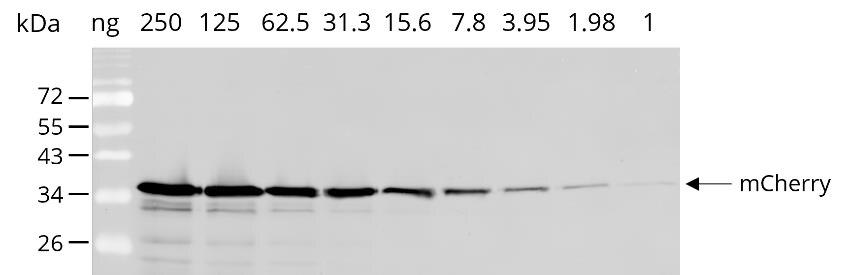 Dilution series of mCherry in HEK 293T 
cell lysate
Primary antibody: [6G6] 1:1,000
Secondary antibody: goat anti-mouse
Alexa Fluor® 647 1:1,000