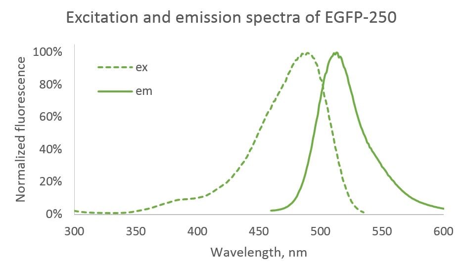 Normalized EGFP fluorescence excitation and emission spectra.