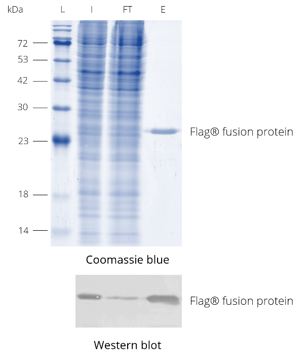 Immunoprecipitation of a Flag®-tagged protein with DYKDDDDK Fab-Trap™ from HEK293T cell lysate. During competitive peptide elution, the enriched Flag®-tagged protein is released from DYKDDDDK Fab-Trap™. Western blot was probed with DYKDDDDK-tag Polyclonal antibody (Binds to FLAG® tag epitope) (Proteintech, 20543-1-AP) and Nano-Secondary® alpaca anti-human IgG/anti-rabbit IgG, recombinant VHH, Alexa Fluor® 488 [CTK0101, CTK0102] (srbAF488-1).</em><br /><em>L: Protein marker, I: Input, FT: Flow-Through, E: Elution.