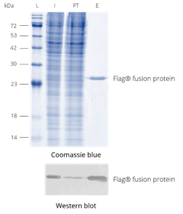 DYKDDDDK Fab-Trap™を使用してHEK293T細胞ライセートからFlagタグ融合タンパク質を免疫沈降して、競合溶出法で溶出したサンプルのSDS-PAGEおよびWB（SDS-PAGEの結合画分に目的タンパク質のバンド検出）