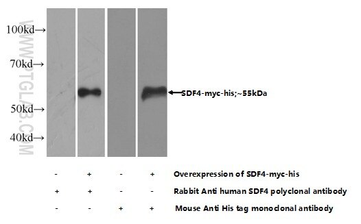 SDF4 Antibody 10517-1-AP | Proteintech